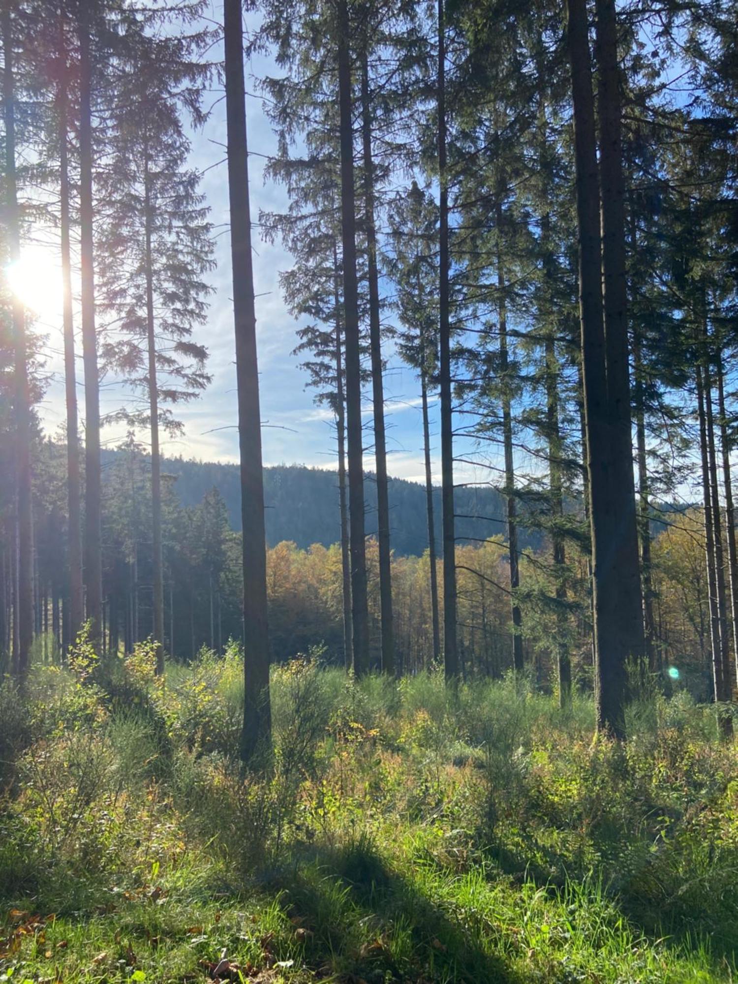 Chalet Authentique Au Calme, En Lisiere De Foret, Montagne, Sentiers 15Mn Gerardmer & Alsace "Chalet Mon Beau Sapin" Anould Eksteriør bilde