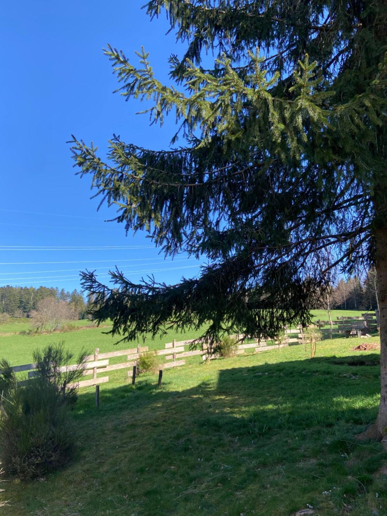 Chalet Authentique Au Calme, En Lisiere De Foret, Montagne, Sentiers 15Mn Gerardmer & Alsace "Chalet Mon Beau Sapin" Anould Eksteriør bilde